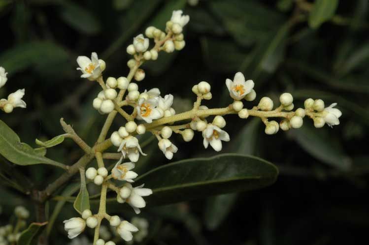 File:Flindersia maculosa flowers.jpg