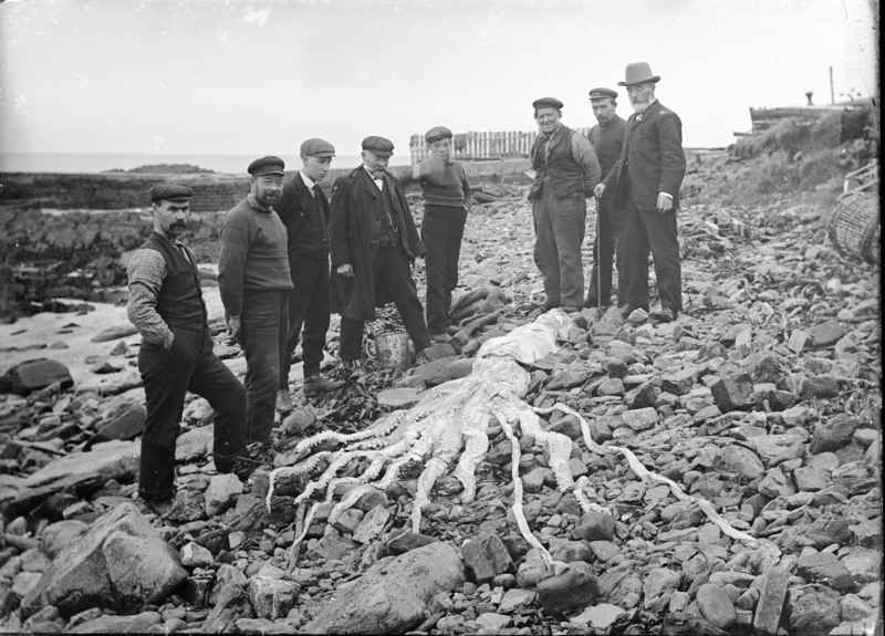 File:Giant squid in Scotland (2).jpg