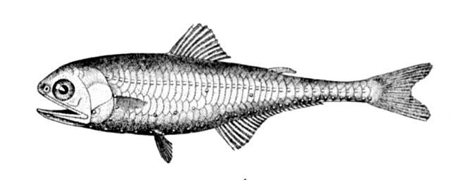 File:Gonichthys cocco.jpg