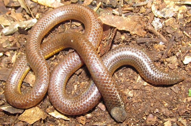 File:Gower's shieldtail snake Rhinophis goweri.jpg