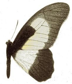 File:Graphium hachei moebii.JPG