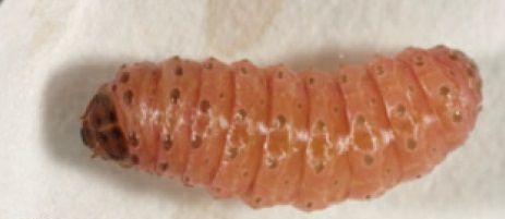 File:Leucinodes orbonalis larva late instar.jpg