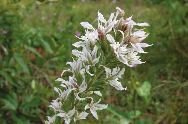 File:Liatris elegans.jpg