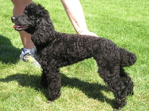 File:MinPoodle wb.jpg