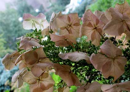 File:Oakleaf Hydrangea (Hydrangea quercifolia).jpg