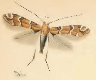 File:PHYLLONORYCTER trifasciella.JPG