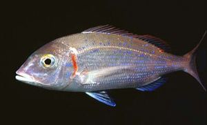 File:Pagellus erythrinus RO.jpg