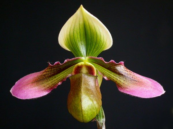 File:Paphiopedilum hookerii.jpg