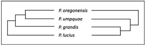 File:Pikeminnow Taxonomy.jpg