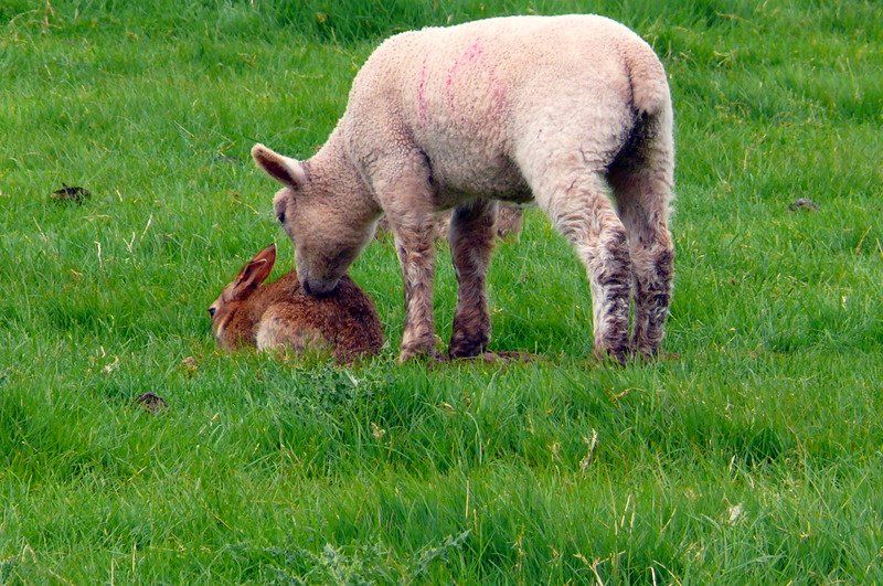 File:Sniffing fur.jpg