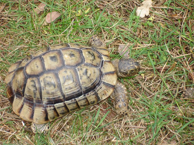 File:Testudo.JPG