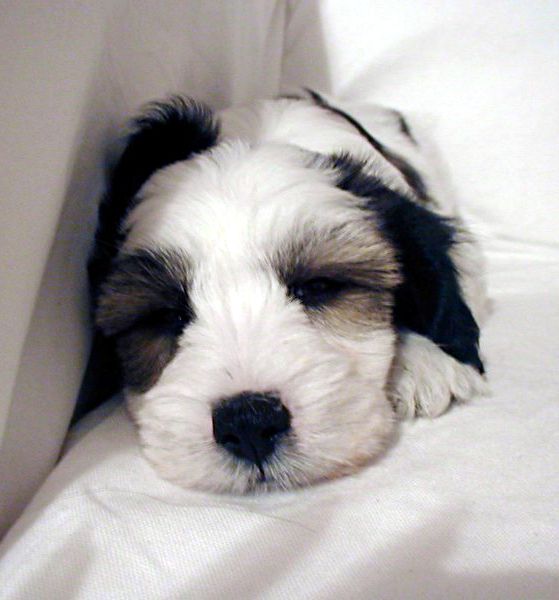 File:Tibetan Terrier Puppy.jpg