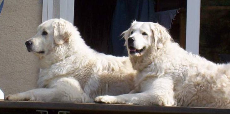 File:2-kuvasz.jpg