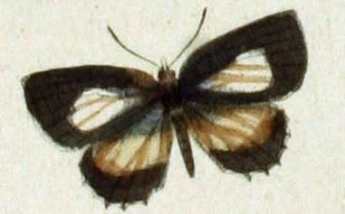 File:Allotinus fallax male.JPG