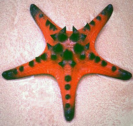 File:Bio.barnstar01.jpg