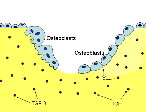 File:Bonemetabolism.png