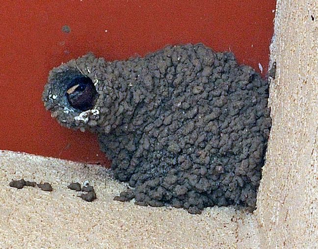 File:Cliff Swallow nest.jpg