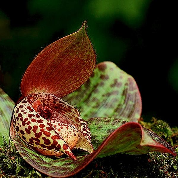 File:Cypripedium lichiangense - cropped.jpg