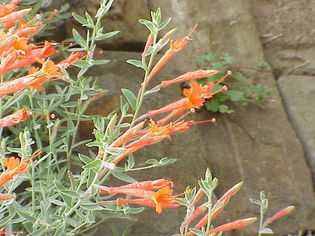 File:Epilobium canum angustifolium1.jpg