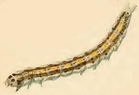 Larva