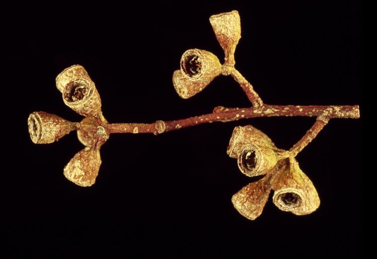 File:Eucalyptus barberi fruit.jpg