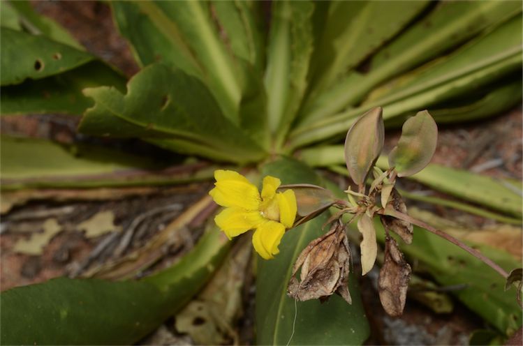 File:Goodenia macrocalyx.jpg