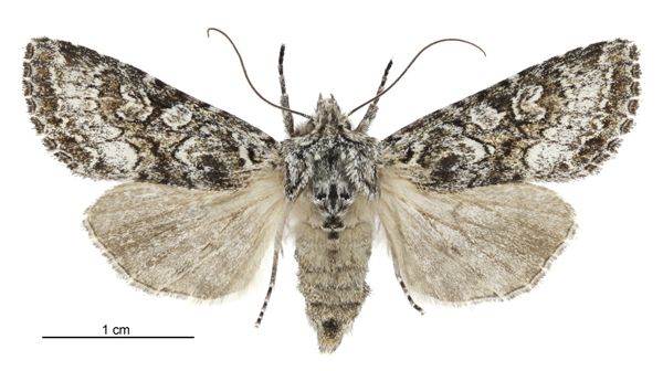 File:Graphania petrograpta female.jpg