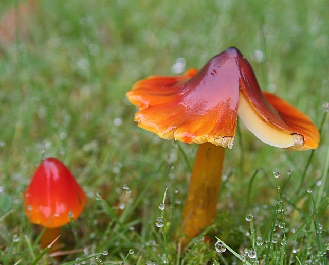 File:Hygrocybe conica - geograph.org.uk - 240361.jpg