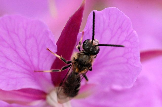 File:Lasioglossum.malachurum.-.lindsey.jpg