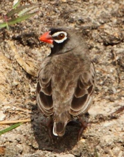 File:Ortygospiza fuscocrissa 2014 11 30.jpg