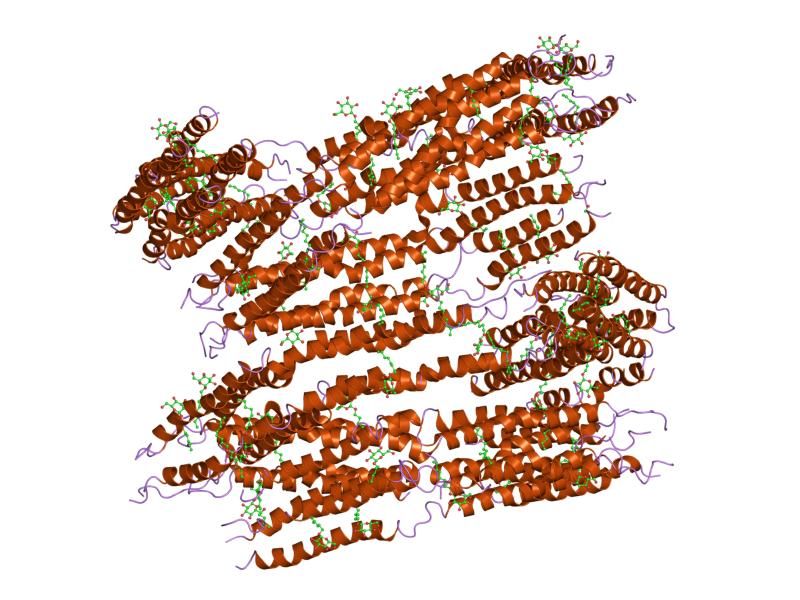 File:PDB 1l6l EBI.jpg