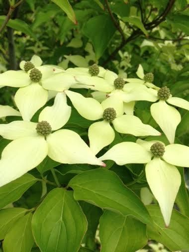 File:Pacific dogwood.jpg