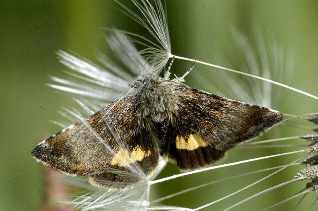 File:Panemeria.tenebrata.jpg