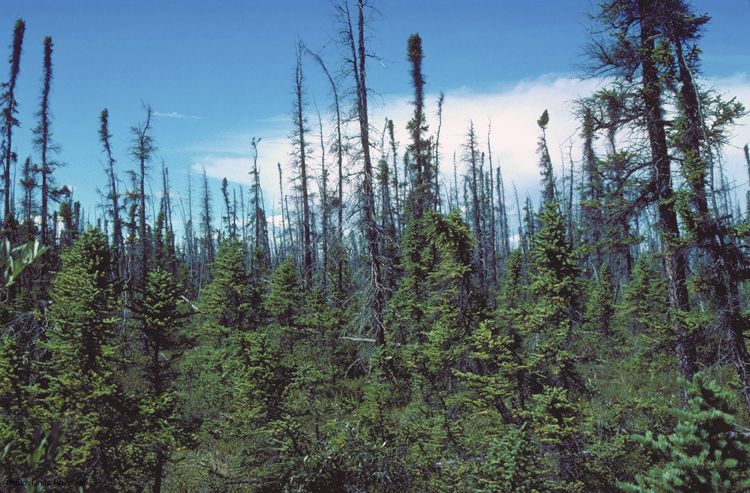 File:Picea mariana taiga.jpg