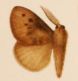 File:Podalia marmorata.JPG