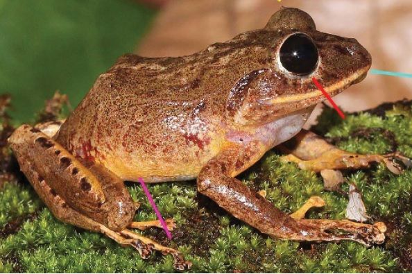 File:Pristimantis gretathunbergae.jpg