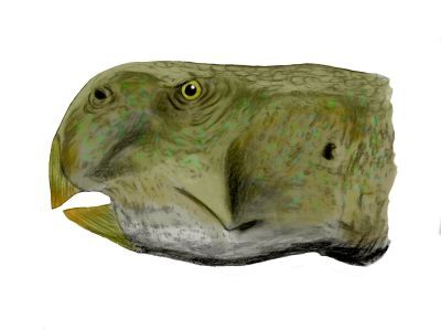 File:Psittacosaurus mongoliensis BW.jpg