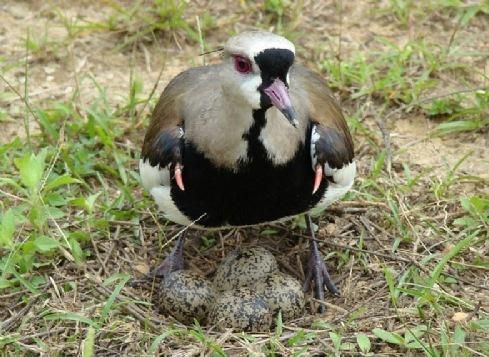 File:Quero-Quero.Southern Lapwing.Teru-Teru.Vanellus Chilensis.JPG