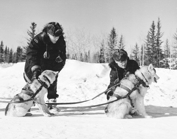 File:Rcmp sled dogs 1957.jpg