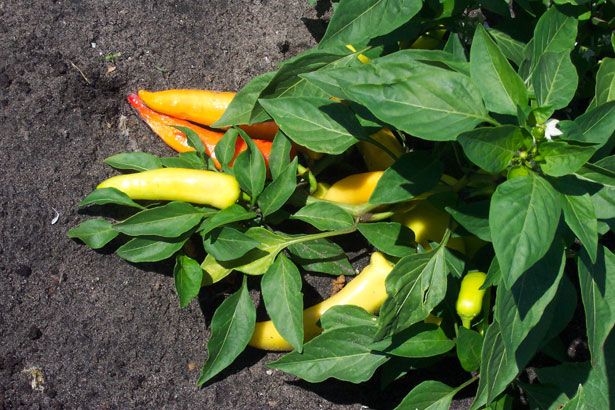 File:Ripe Banana Pepper Plant.jpg