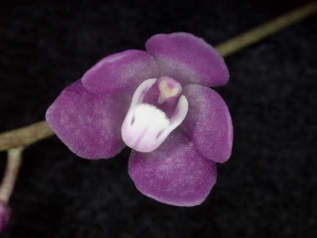 File:Sarcochilus ceciliae toapel.jpg