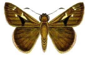 File:Toxidia peron (ento-csiro-au).jpg