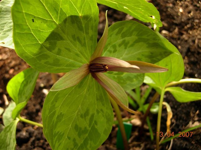 File:Trillium ludovicianum.jpg