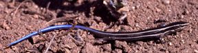 File:Western Skink Juvenile.jpg