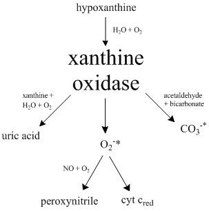 File:Xanthine oxidase pathways.jpg