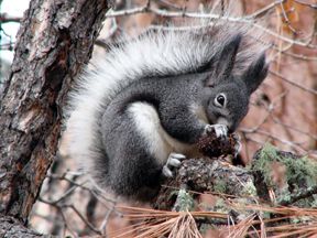 File:Aberts squirrel.jpg