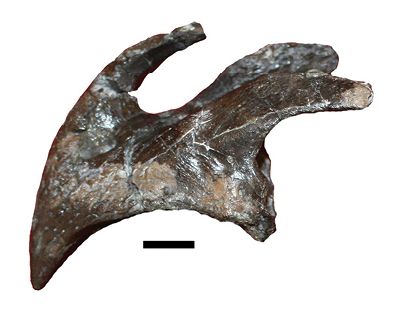 File:Ajkaceratops.jpg