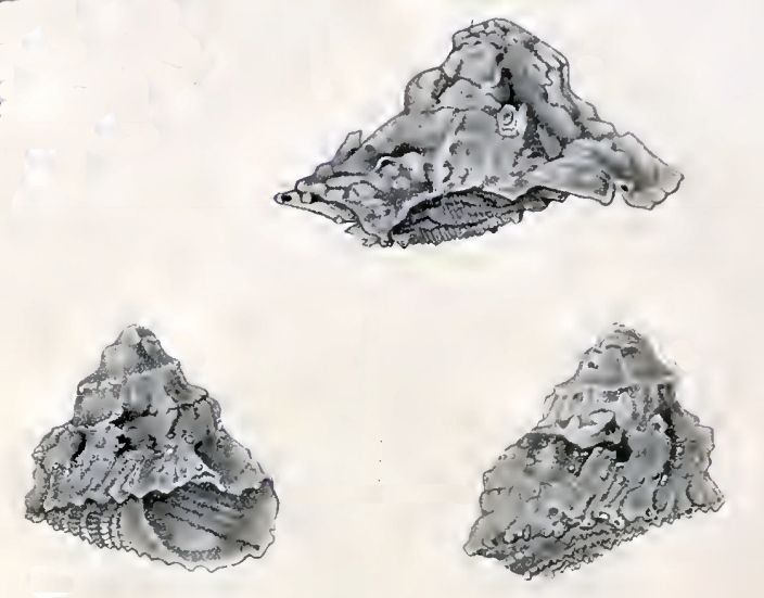 File:Astralium provisorium 001.jpg