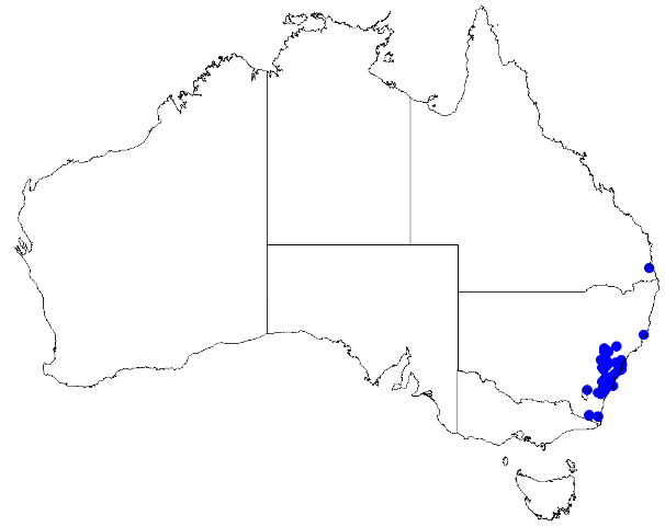 File:Boronia rigens DistMap102.png