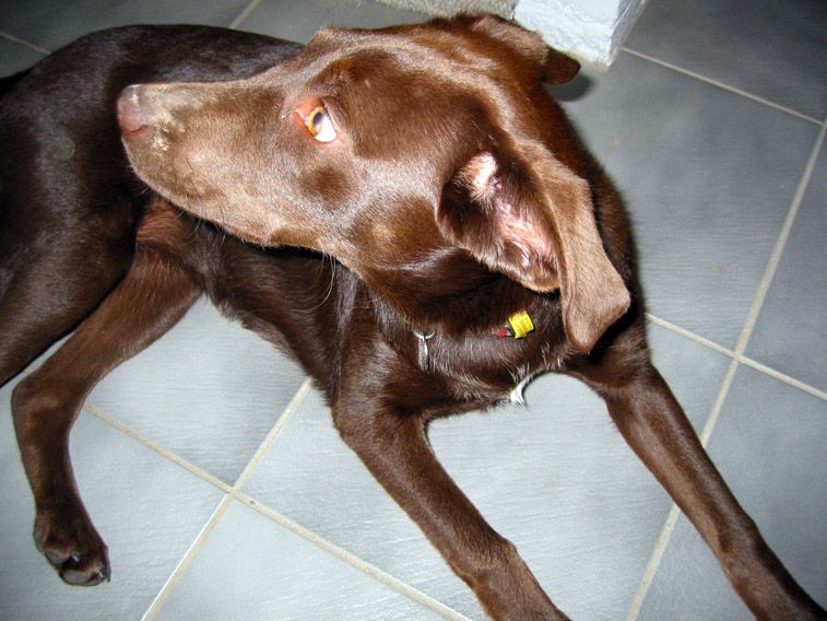 File:Brown dog looking to the left.jpg